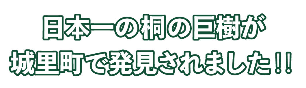 日本一の桐の巨樹が城里町で発見されました