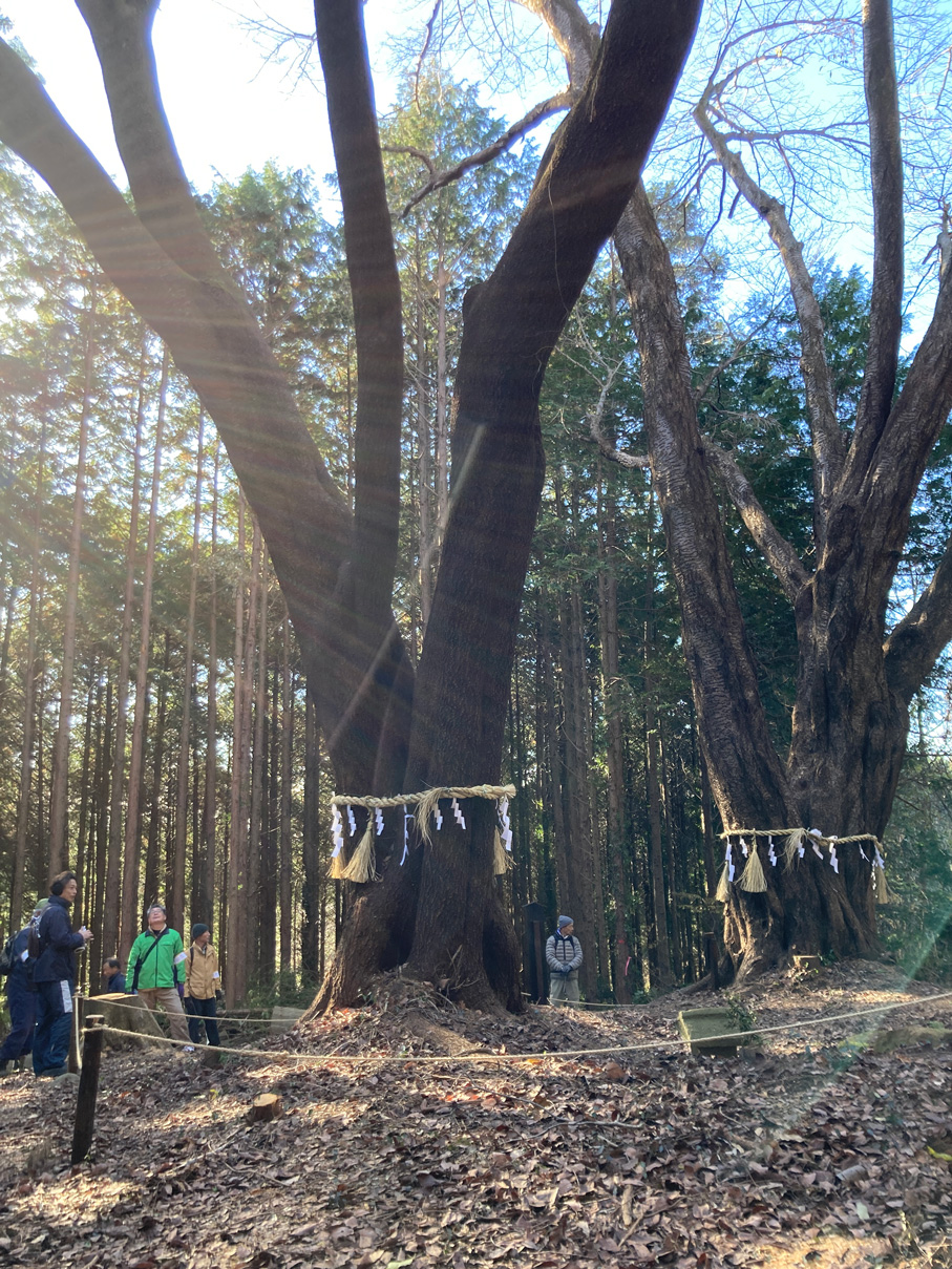 長寿夫婦桜の写真